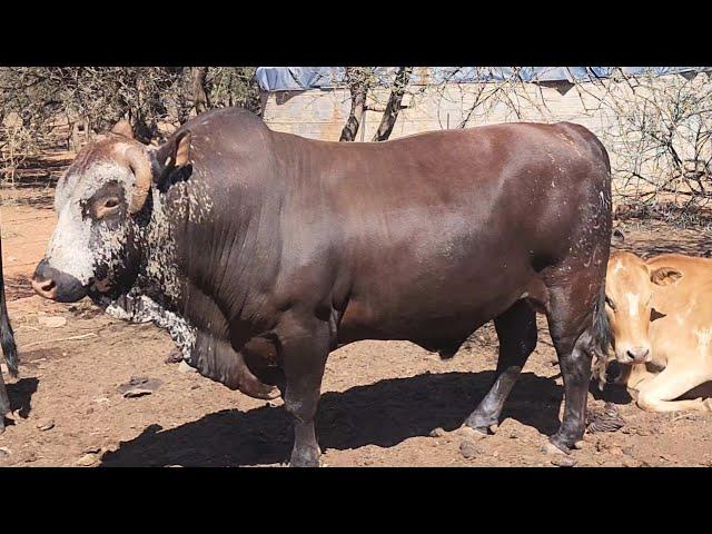 I went to a Nguni Stud Breeder!