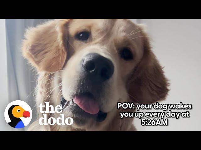 Golden Retriever Has A Very Specific Routine | The Dodo