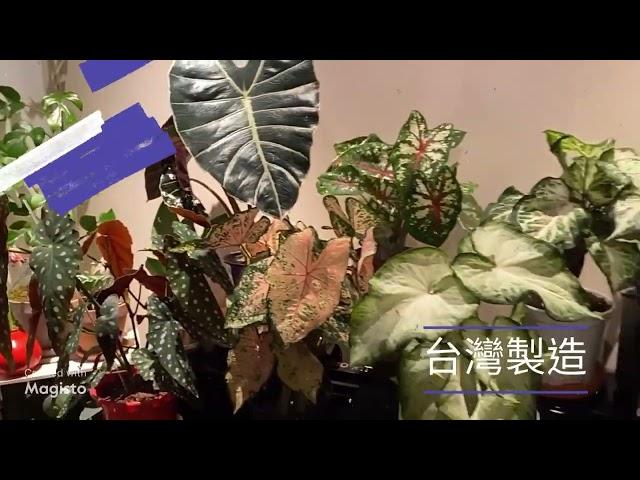 VITALUX & VITAgri 生物照明 - 觀葉植物專用LED植物燈(補光燈) - 添加特殊波長植物專用晶片