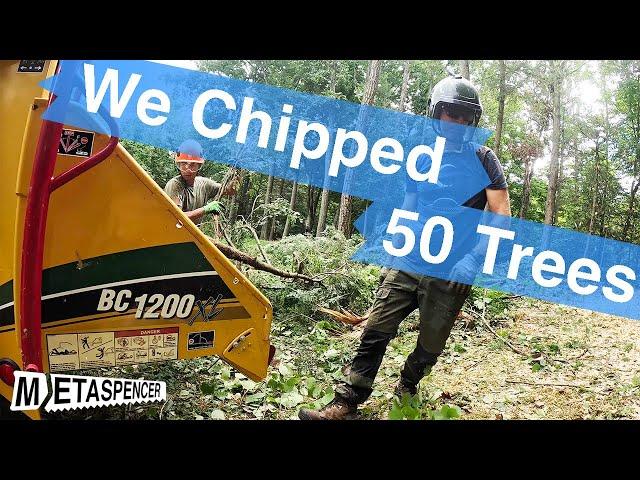 We Chipped 50 Trees