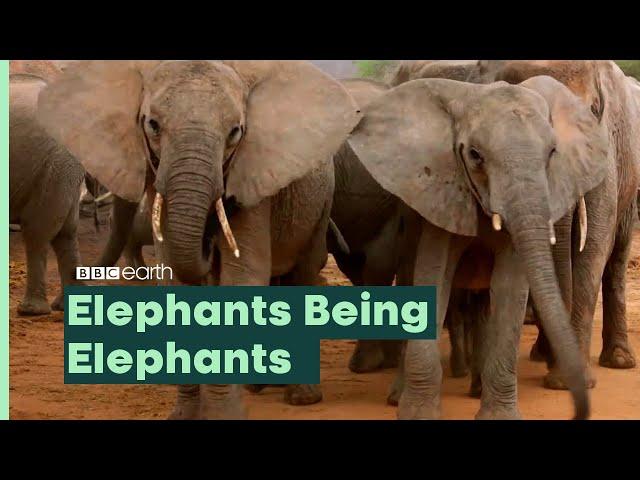 Elephants Being Elephants | BBC Earth