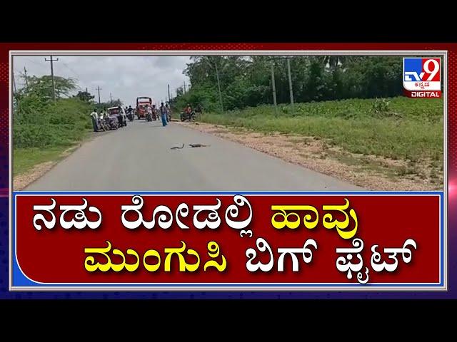 ಹಾವನ್ನು ಸೋಲಿಸಿ ಹಾವನ್ನು ಹಿಡಿದು ಎಳೆದುಕೊಂಡು ಹೋದ ಮುಂಗುಸಿ|