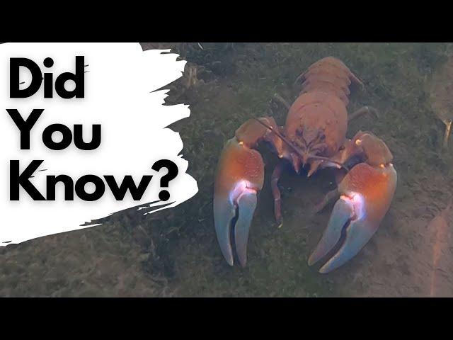 Things You Need To Know About SIGNAL CRAYFISH!