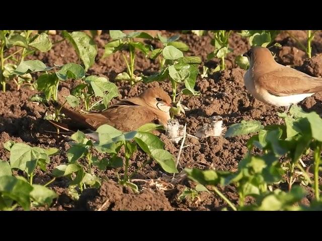 שדמית אדומת-כנף - הורים ואפרוחים... יוני 2024 עמק יזרעאל. צילום: אלדד אמיר Collared Pratincole