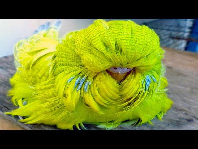 20 Most Unique Birds in the World