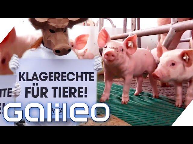 Grundrechte für Tiere - Dafür oder dagegen? Wie weit sollte Tierschutz gehen? | Galileo | ProSieben