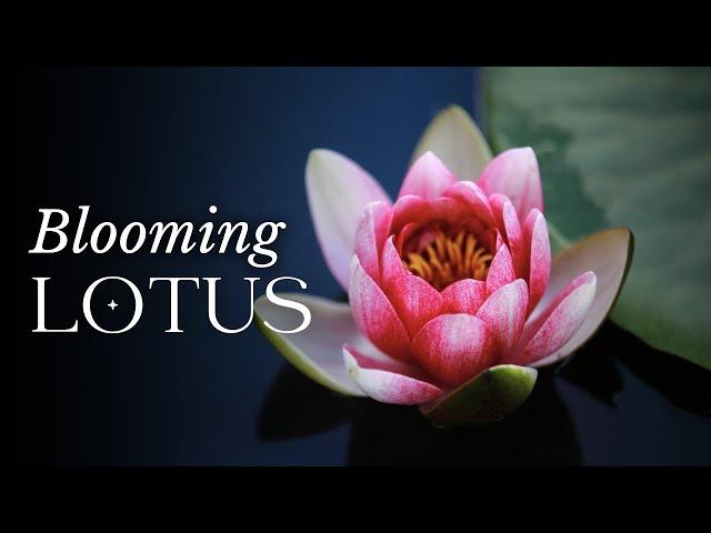 TIMELAPSE Lotus Flower Blooming