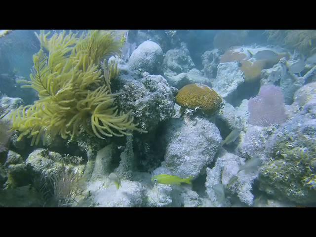 Florida Keys 2016 - Snorkeling Mosquito Banks