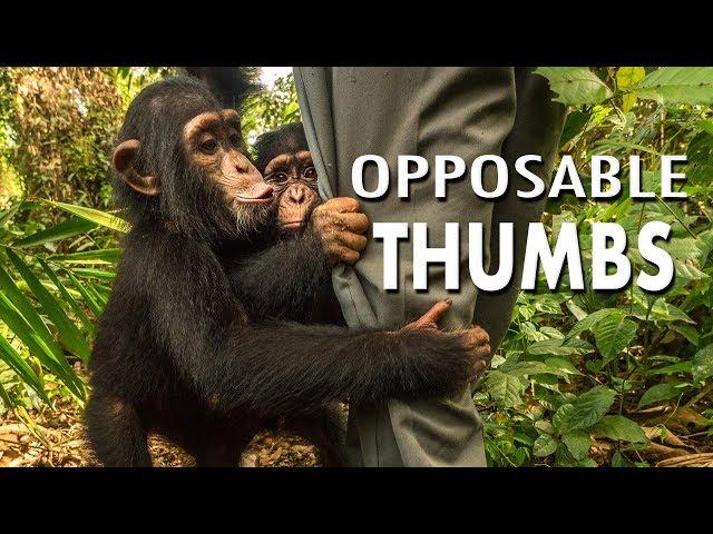 Great Ape: Opposable Thumbs