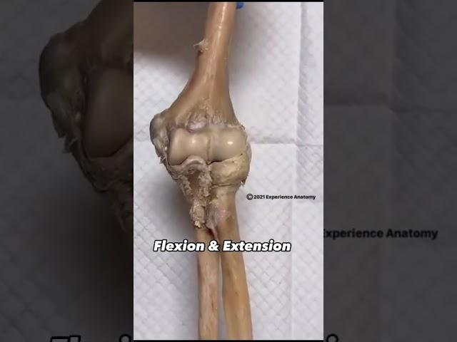 Flexion and Extension | Movement #ytshorts #anatomy