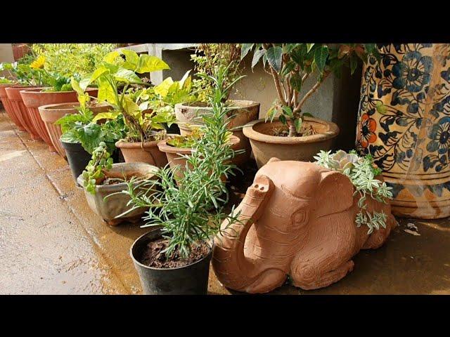 Herb Special - Rosemary Care and Propagation | USB Feature - Cypress Vine