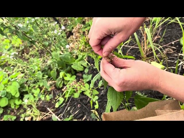 How to harvest White Snakeroot (Ageratina altissima) seeds