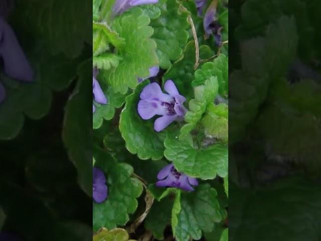 Bluszczyk kurdybanek  #ziołolecznictwo #naturalbeauty #leczenie
