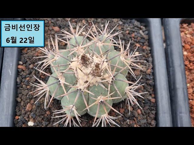 🪴[6월 22일 금비] #모라티 #비스피노숨 #네글레타 #호우디 #인삼대길 #후미푸사 #슈도리스 #디스코 #루에띠에 #계룡환
