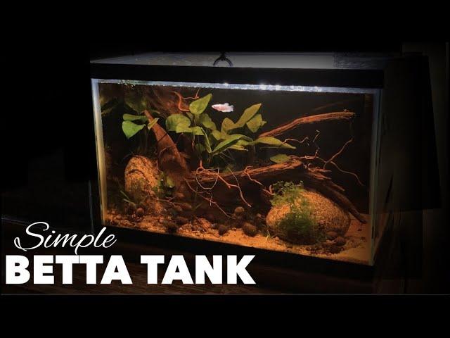 Aquascaping A Perfect Simple Low Budget Betta Tank