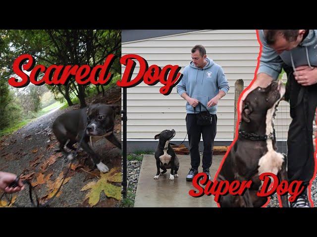 Scared & Skittish Dog Turn into Fully Trained Super Dog