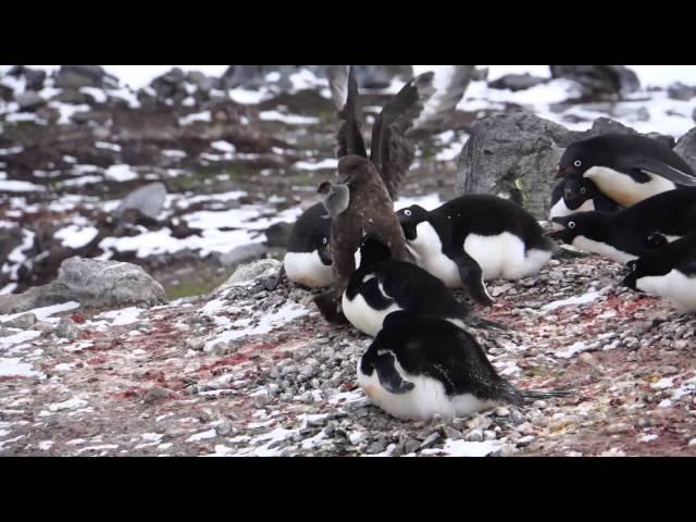 Skua eats chick penguin