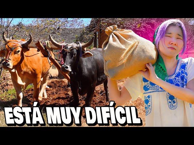 CAMPO MEXICANO ES MÁS DURO QUE COREANO.. SALÍ REGAÑADA🫠 l Chingu Amiga