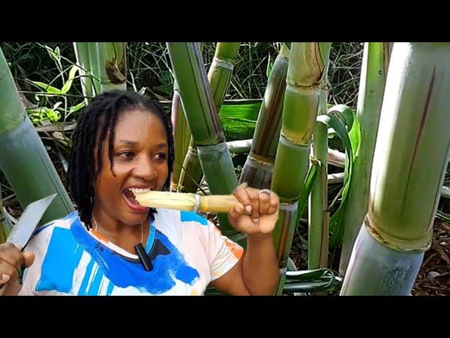 How To Grow Sugarcane In Containers || Bringing Country Life To Town