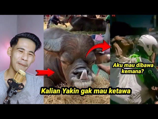 Selalu ada cerita dibalik momen idul Adha