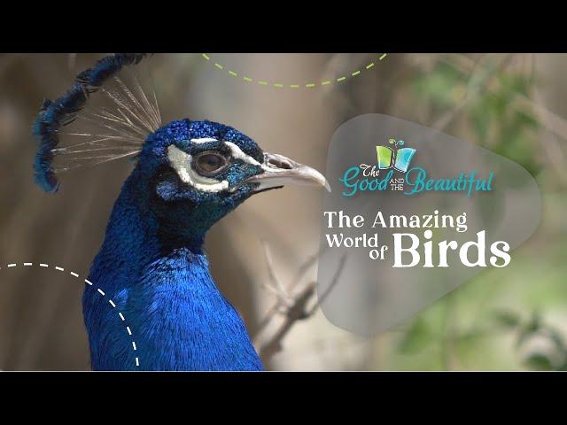 The Amazing World of Birds | Birds | The Good and the Beautiful