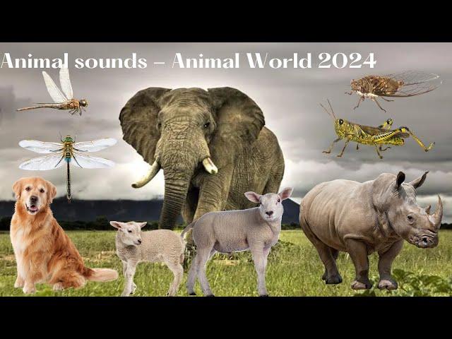 Beautiful Nature Animal Sounds - Animal sounds - Animal World 2024