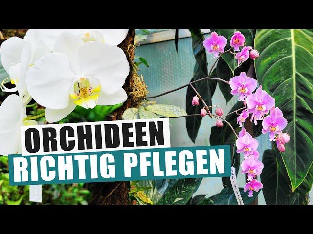 Orchideen Basics - Kaufen, pflegen & wieder zur Blüte bringen!