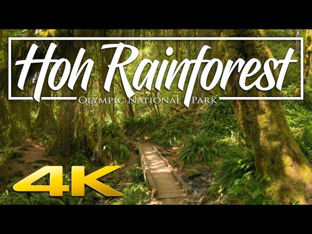 Hoh Rainforest Olympic National Park | Relaxation and Hiking Guide 4K
