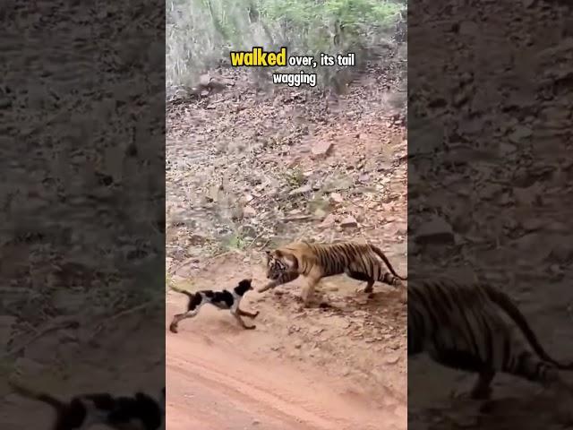 The right strategy!! Pretending to be asleep suddenly the tiger immediately pounced on the small dog