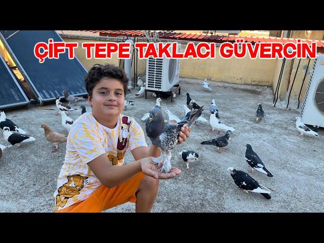 Our Brother Kıvanç Gifted Us A Wonderful Tumble Pigeon