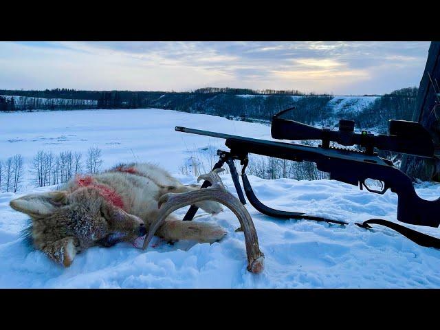 The Perfect Stand: Coyote Hunting