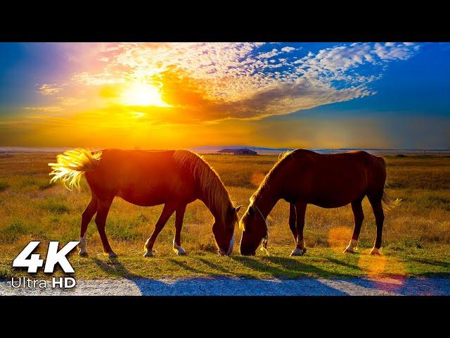 Horse Galloping Sound 10 Hours to Help You Relax  