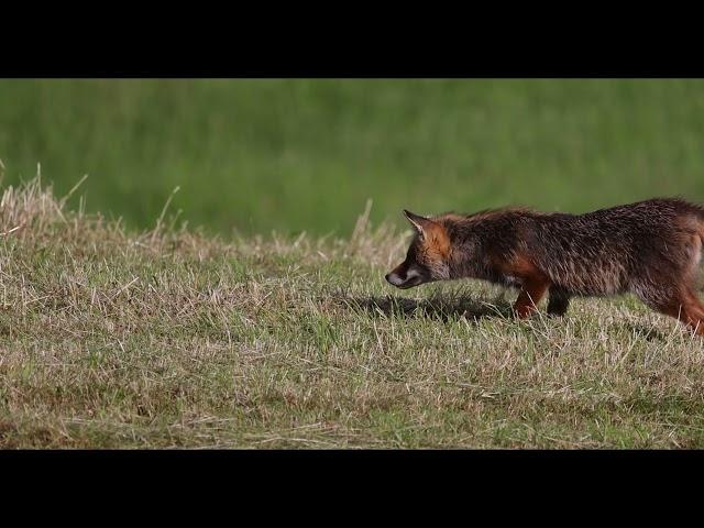 Ein Fuchs auf der Jagd mit der Canon R5 und dem Objektiv RF 800 gefilmt.