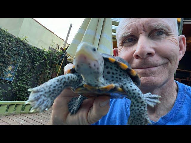 Meet celebrity Turtle from Hollywood! 