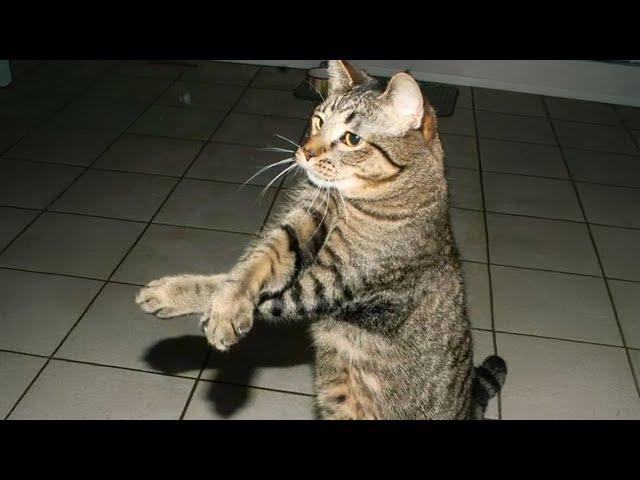 Funny CATS are here to MAKE YOU LAUGH!  Laugh Till You Cry With These Animal Videos!