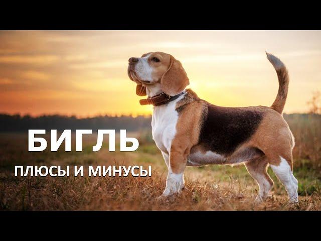 БИГЛЬ. Плюсы и минусы породы BEAGLE