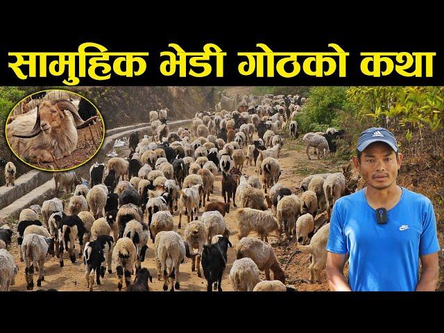 पुर्खाको सामुहिक भेडी गोठको कथा | हिमालसंग लुकामारी खेल्छन् गोठाला |  Samuhik Ghumti Bhedi Goth