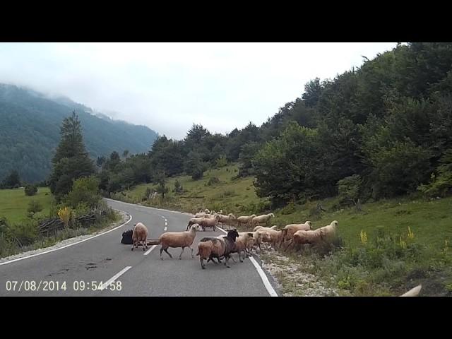 Sheep attacks shepherd