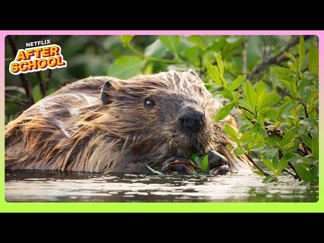 Nature’s Engineers: Busy Beavers at Work  Our Living World | Netflix After School