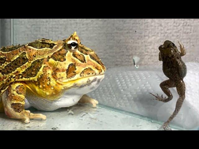 Frog / Pacman frog , African bullfrog【LIVE FEEDING】