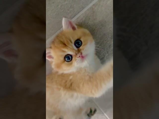 Cute British shorthair kitten with big round eyes #catvideos #britishshorthair #cutecat #catlover