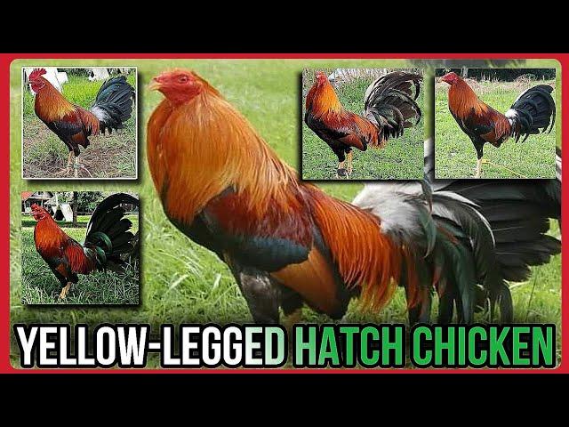 YELLOW-LEGGED HATCH ROOSTER/ FIGHTING STYLE AND CHARACTERISTICS