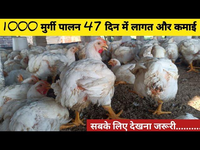 1000 Murgi Palan Karne Me Kitna Kharch Aaya ? 47 Din Me Kitna Profit Hua ? Poultry Farming Profit ?