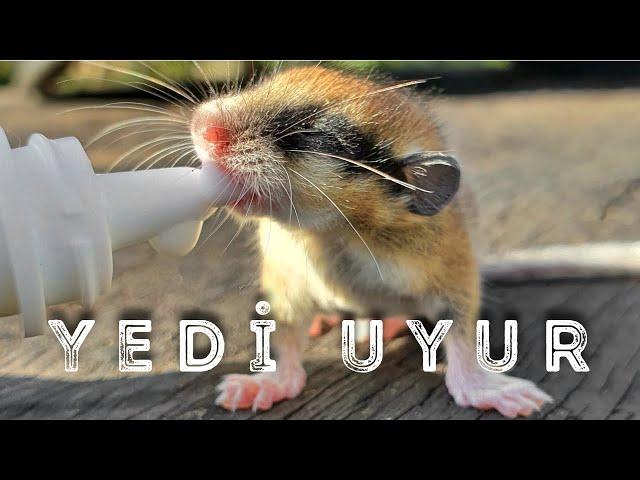 4 DAYS WITH THE ENDLESS YEDİUYUR! | TREE YEDIUYURU/GLIS GLIS