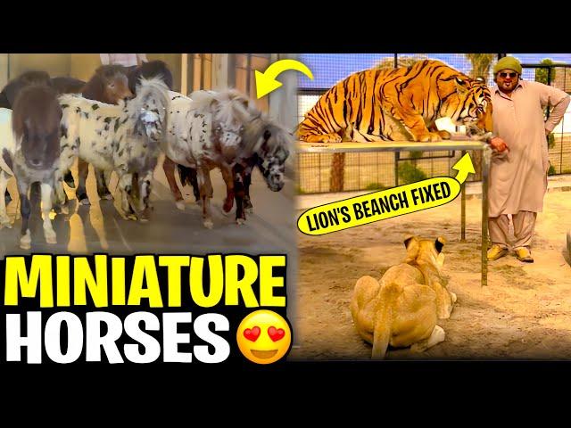 Miniature horse a gay  saray cages ma lion’s tigers kay liay banch laga diay ️