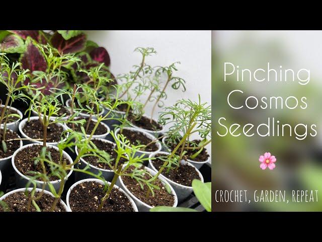 Pinching Cosmos Seedlings  Crochet, Garden, Repeat