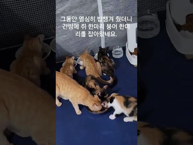 여섯냥이의 아침식사 시간 #고양이출산 #고양이중성화 #주말농장 #마당냥이