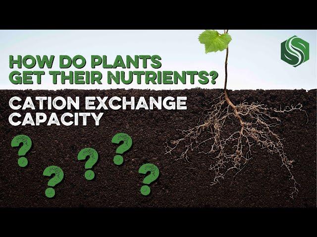 How Do Plants Get Their Nutrients? - Cation Exchange Capacity (CEC) Explained!