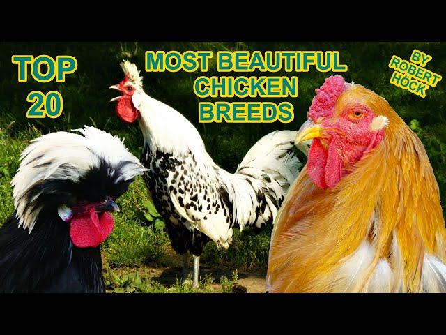 20 Beautiful Chicken Breeds - Silkie, Brahma, Vorwerk, Bantam, Leghorn, Pekin, Araucana, Hühner HD