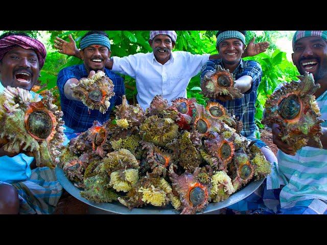 CONCH Cooking & Eating | Sangu Kari | How to Cook Conch | Rare Seafood Item Cooking In Village